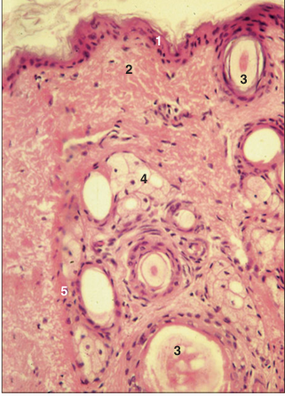 <p>name of histologic slide:</p><p>Specie:</p><p>Parts</p><p>1.__ 2.__ 3.__ 4.__ 5.__</p><p>Stain used:</p>