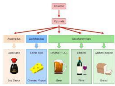 <ul><li><p><span style="background-color: transparent;">Lactic acid fermentation: in mammals and bacteria</span></p></li><li><p><span style="background-color: transparent;">Alcohol fermentation: producing ethanol, in yeast, beer, wine</span></p></li><li><p><span style="background-color: transparent;">Mixed acid fermentation: many different acids, in e. Coli</span></p></li></ul><p><span style="background-color: transparent;">Depends on&nbsp;</span></p><ul><li><p><span style="background-color: transparent;">availability of nutrient</span></p></li><li><p><span style="background-color: transparent;">Tolerance of waste product</span></p></li><li><p><span style="background-color: transparent;">Energy yield&nbsp;</span></p></li><li><p><span style="background-color: transparent;">Type of organism</span></p></li></ul><p></p>