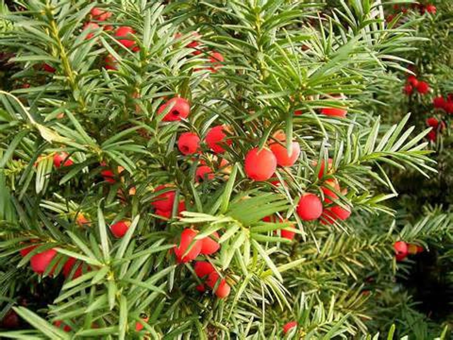 <p>Taxus / Venijnboom</p>