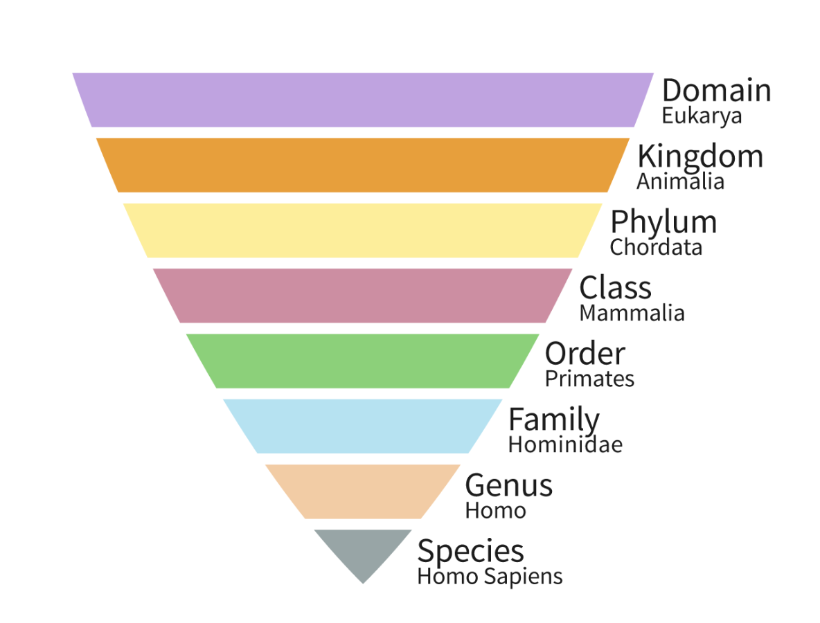<p>Classification of organisms. </p>