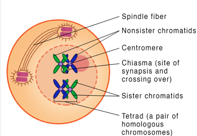 <p>homologous chromosomes condense and pair up in a process known as synapsis</p><p>the homologous pairs (tetrads) are held together by a protein framework called the synaptonemal complex</p><p>meiotic spindle begins to form</p><p>centrosomes move to opposite poles of the cell</p><p>nuclear envelope breaks down</p><p>crossing over (recombination): DNA is exchange between the non-sister chromatids</p><p>-physical X-shaped connections where sites of recombination/crossing over occurred are called chiasmata</p><p>-produces recombinant chromatids, every chromatid that is produced by a unique combinations of DNA</p>