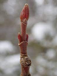 <ul><li><p>higher elevations, wet areas</p></li><li><p>small tree / shrub</p></li><li><p>leaves: palmate, coarsely toothed, hairy underside, veins sunken into blade, singly serrate</p></li><li><p>buds: valvate, grn / red, slender, hairy, pointed</p></li><li><p>twigs: grn / orange, hairy</p></li><li><p>bark: red / brn OR grey, slightly furrowed</p></li></ul>