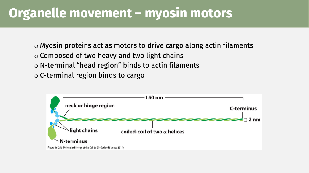 <p>Myosin proteins act as motors to drive cargo along actin filaments.<br>They are composed of two heavy, and two light chains.</p><p>The N terminal “head region” binds to the actin filament.</p><p>The C terminal region binds to the cargo.</p>