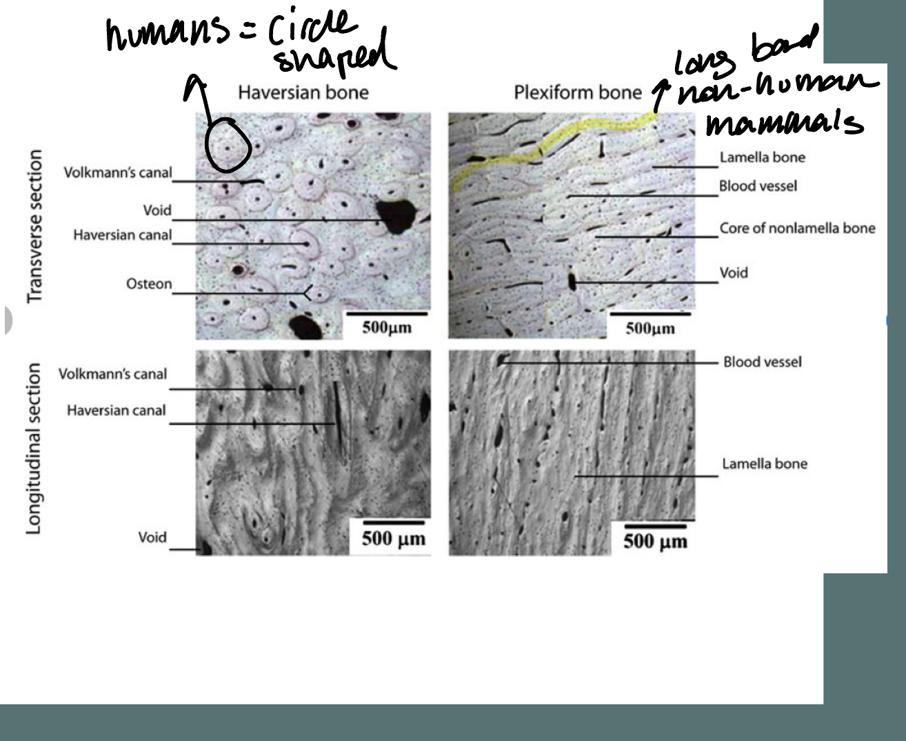 <ul><li><p>In humans, osteons are scattered and evenly spaced</p></li><li><p>In nonhumans, there is often osteon banding or plexiform bone</p></li><li><p>Tricky – bone differs considerably between species and between bones within one animal</p></li></ul><p></p>