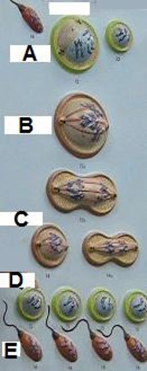 <p>What is this process? Name B, C, D, and E</p>