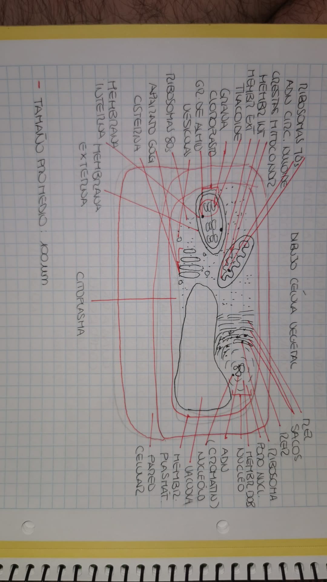knowt flashcard image