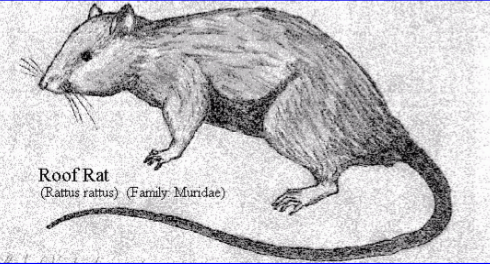 <p>parasite, vector, location, disease</p>
