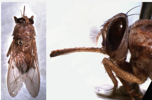 <p>Name this fly</p>