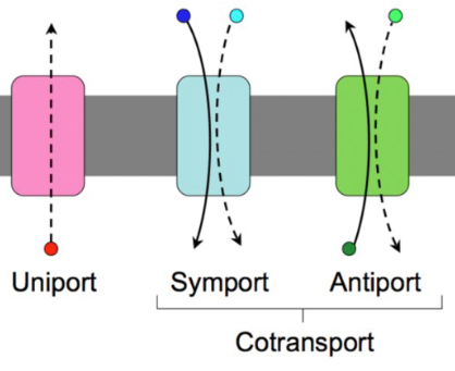 <ul><li><p>movement of one substance</p></li><li><p>active transport systems</p></li></ul><p></p>