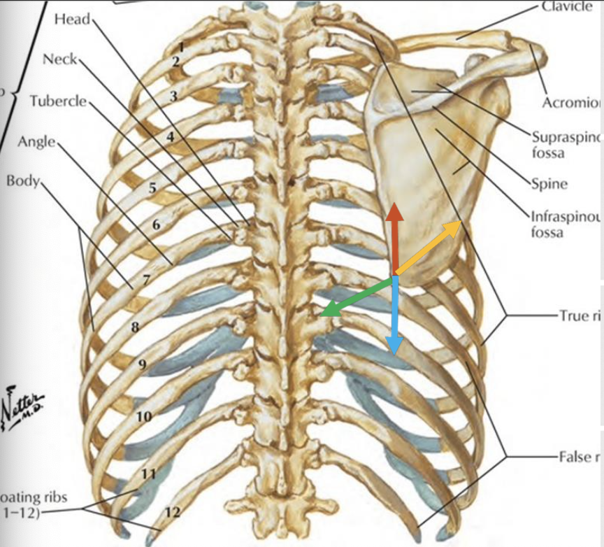 <p>elevation</p><ul><li><p>gliding movement which scapula moves cranially</p></li><li><p>“shrugging” motion</p></li></ul><p>depression</p><ul><li><p>gliding movement in which scapula moves caudally</p></li><li><p>involves some posterior tilt</p></li></ul><p>upward rotation</p><ul><li><p>movement about sagittal axis in which inferior angle moves laterally and glenoid cavity moves cranially</p></li></ul><p>downward rotation</p><ul><li><p>movement about sagittal axis in which inferior angle moves medially and glenoid cavity moves caudally</p></li></ul><p></p>
