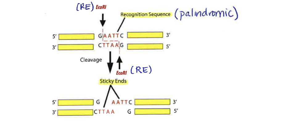 <p>called endonucleases because they cut somewhere <em>within </em>the DNA molecule </p><p></p><p>originally isolated from bacteria - in nature bacteria use them as a protective mechanism to degrade invading foreign DNA such as viral DNA </p><p></p><p>enzymes recognize short stretches of bases called recognition sequences (4-6 bases in length) which are scattered throughout the genome</p><p></p><p>DNA cuts at a specific place called a restriction site</p><p></p><p>cuts sometimes produce staggered (overlapping ends) known as sticky ends</p><p></p><p>different restriction enzymes recognize and cut different DNA sequences</p><p></p><p>cuts generate restriction fragments</p><p></p><p>bacteria protect their own DNA (chromosomal and plasmid) at restriction sites that are reorganized by their own enzymes. </p><p></p><p>addition of methyl groups helps to inhibit the enzyme from digesting bacterial DNA </p>