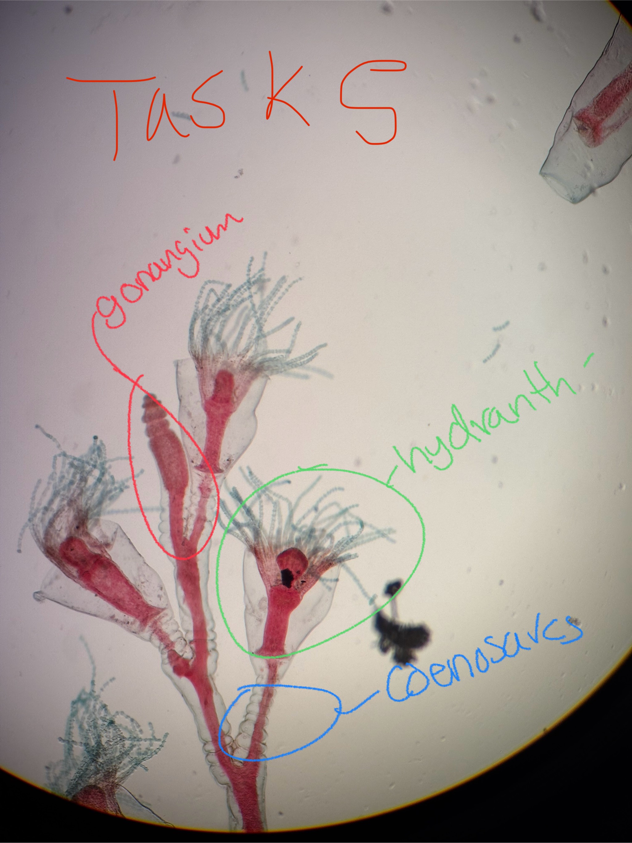 <p>where obelia polyps grow on </p>