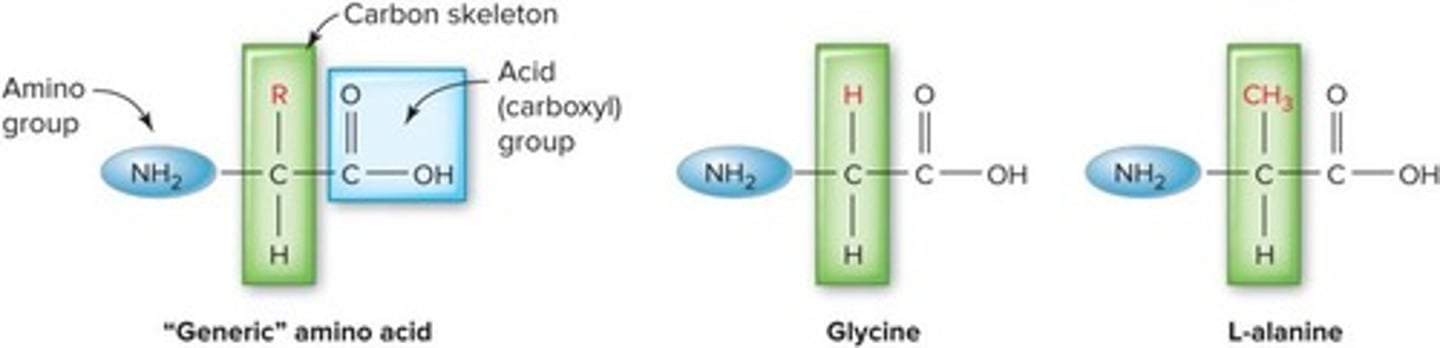 <p>Building blocks of proteins, consist of four atoms.</p>