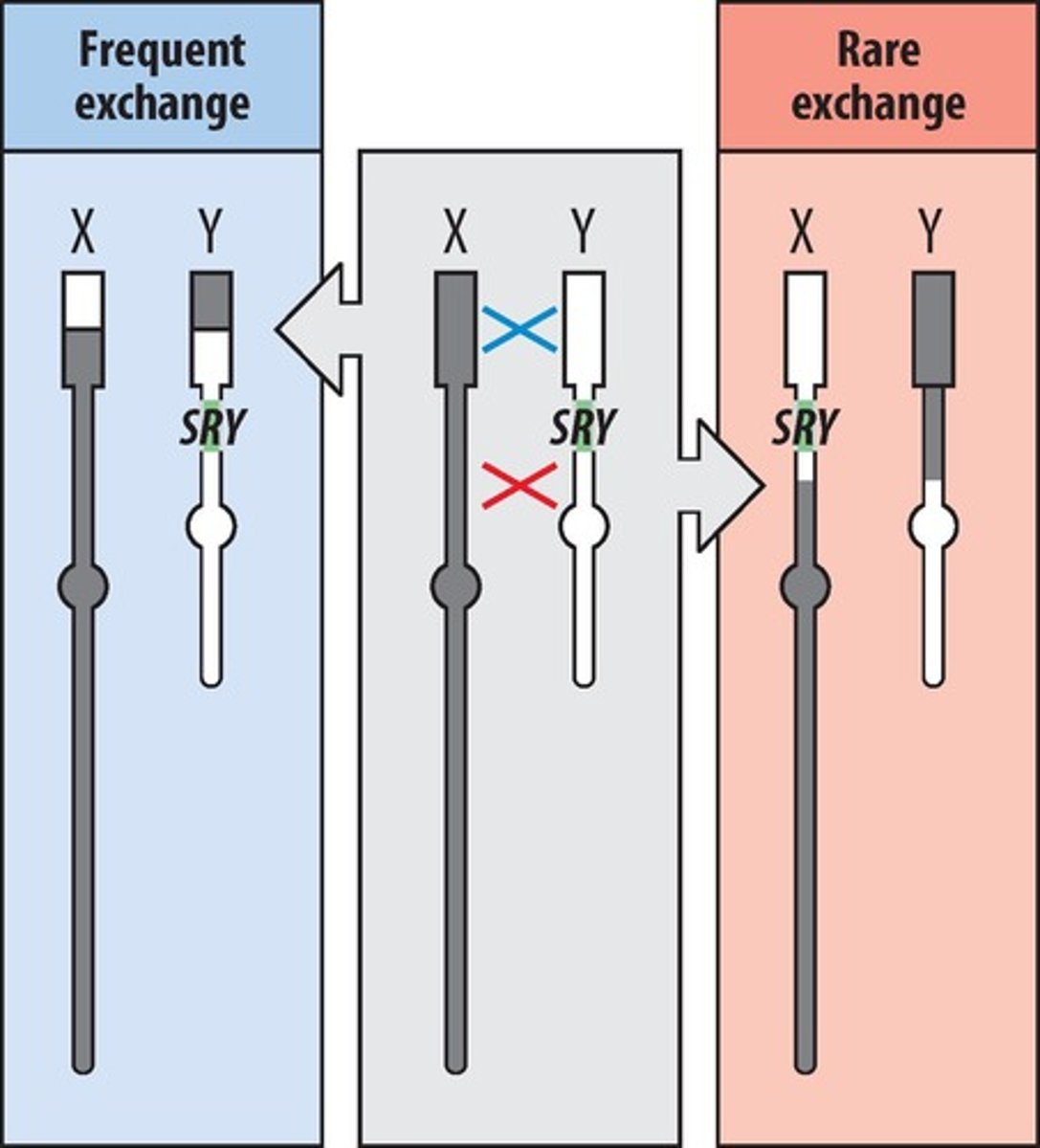 <p>Sex-determining region of the Y chromosome.</p>