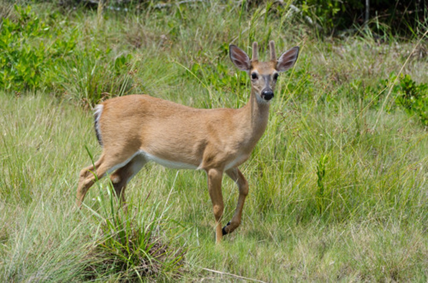 <p>key deer</p>