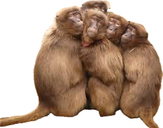 <p>A group or large number of monkeys.</p><p></p>