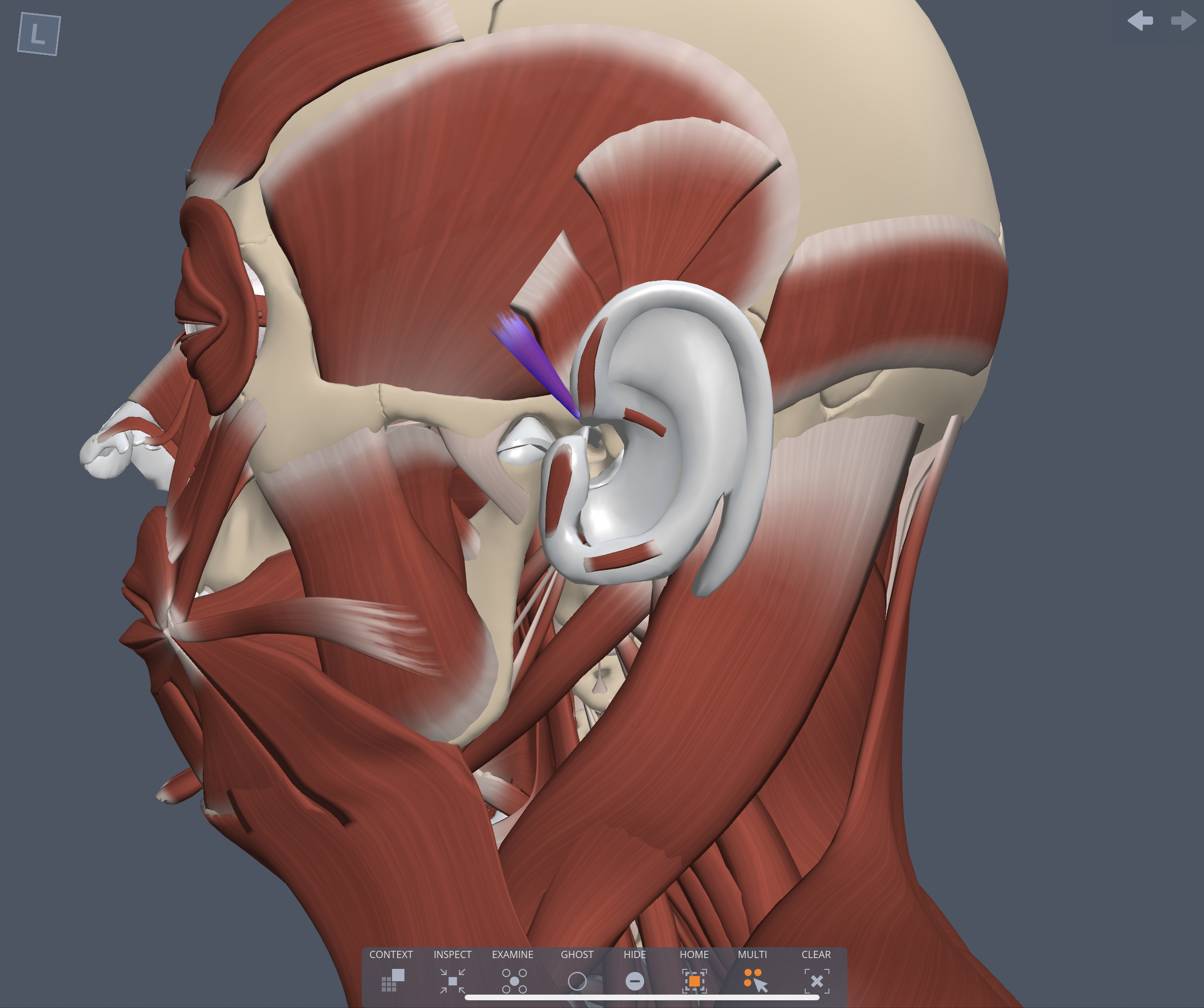 Innervation of the Anterior auricle muscle