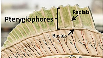 <p>the pterygiophores that attach the fin to the body</p><ul><li><p>in skeletal base of fin</p></li></ul><p></p>