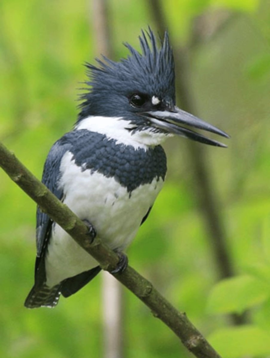 <p>Identification</p><p>- Stocky, crested bird with a large head and long bill. gives it a slightly “top-heavy” look</p><p>- Slate-blue upperparts with white underparts and a blue breast band (females also have a rust band).</p><p>Behaviour</p><p>- Found near both rivers and coastal waters—loud, rattling call often heard before seen.</p><p>- Hunts by hovering briefly or perching over the water, then plunging headfirst to grab fish with its bill.</p><p>- Excavates long burrows (up to 4 m) into vertical dirt or sand banks along shorelines.</p>