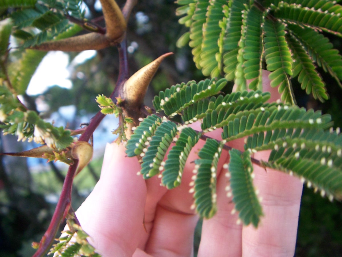 <p>fern x partridge pea leaves - will show thorns on the leaves, small tree</p>