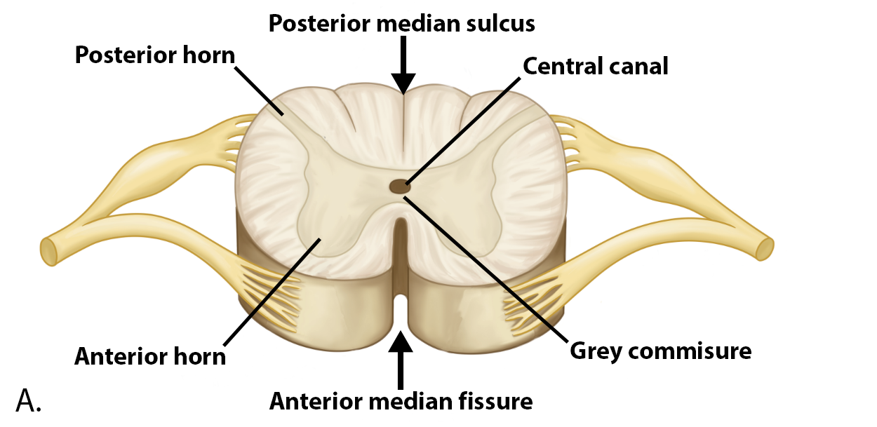 <p>Anterior Horns - Bottom Bump</p><p>Lateral Horns - Side Bump</p><p>Posterior Horns - Top Bump</p>