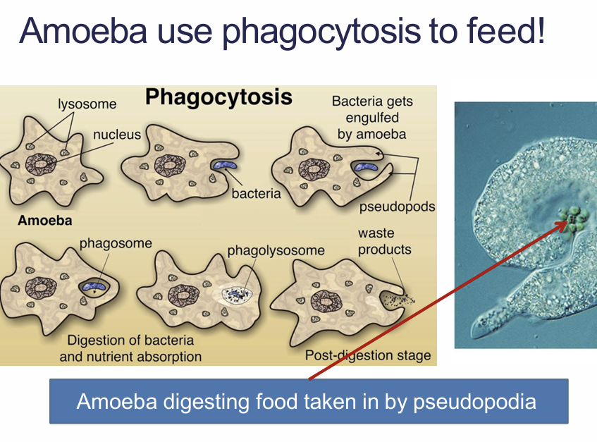 <p>Phagocytosis?></p>