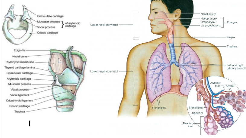 <p><span><span>N2O enter the respiratory tree at the nose </span></span></p><p><span><span>The nose warms the incoming air and filter particles </span></span></p><p><span><span>Anatomic conditions that affect air passage through the nose may interfere with N2O/O2 delivery</span></span></p><p><span><span>The nasopharynx is located behind the nasal cavity  </span></span></p><p><span><span>The soft palate separates the nasopharynx from the oropharynx </span></span></p><p><span><span>The oropharynx opens into the mouth and serves as a link between the nasopharynx and the laryngopharynx </span></span></p><p><span><span>The laryngopharynx begins at the epiglottis, which directs material prevents objects from entering the trachea during swallowing</span></span></p><p><span><span>The larynx lies inside the laryngopharynx </span></span></p><p><span><span>If the larynx is irritated, the defensive cough reflex is initiated </span></span></p><p><span><span>Thyroid cartilage and cricoid cartilage provide protection to the underlying pharynx</span></span></p>