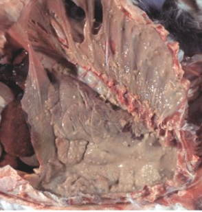 <p>Describe the pathology and state causative agent</p>