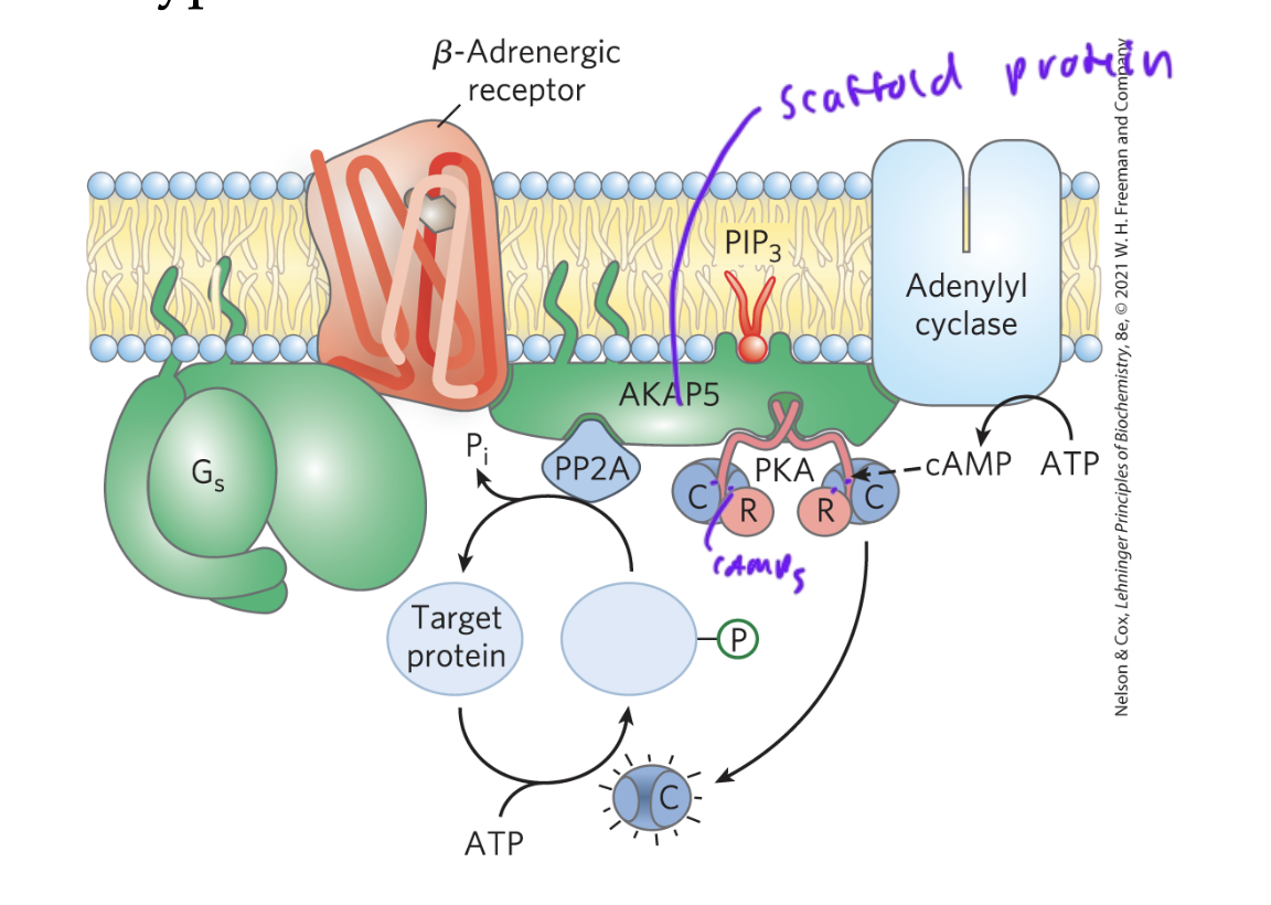 <p>cluster signaling proteins together to incr the rate of rxn</p><ul><li><p>this localization of PKA via anchoring proteins, for example, allows cAMP to mediate multiple signals at once</p></li><li><p>diff anchors are expressed in diff cell types, so changes the downstream affect of cAMP in diff cell types</p></li></ul><p></p>