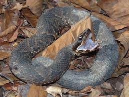 Agkistodon piscivorus