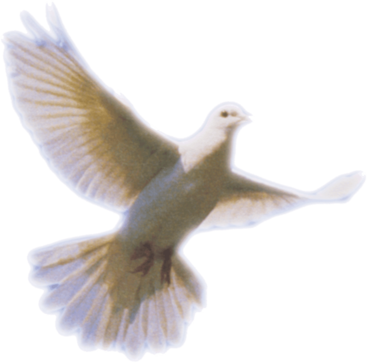 <p>rose, dove, dolphin, myrtle tree, sparrow</p>