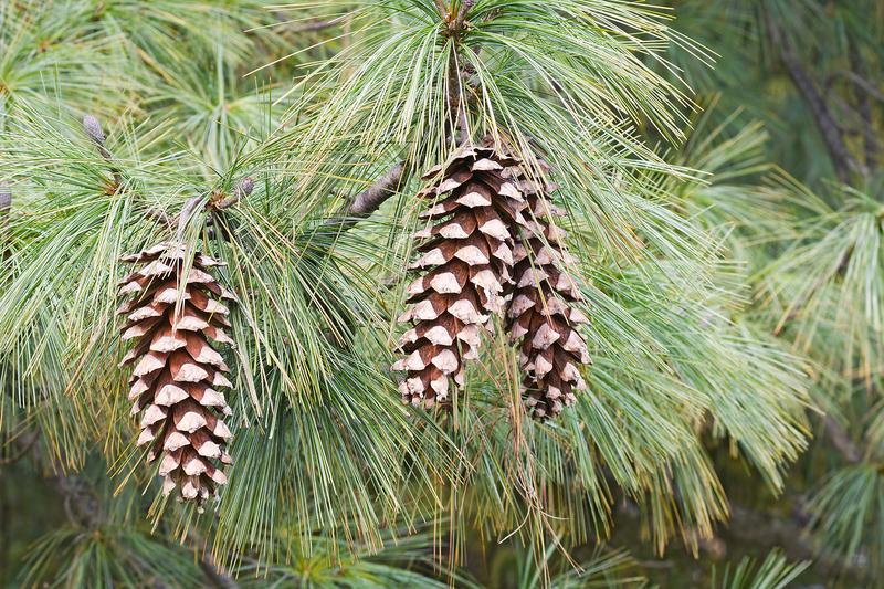 <p>Pinus flexilis. 5/fascicle, stomata rows</p>