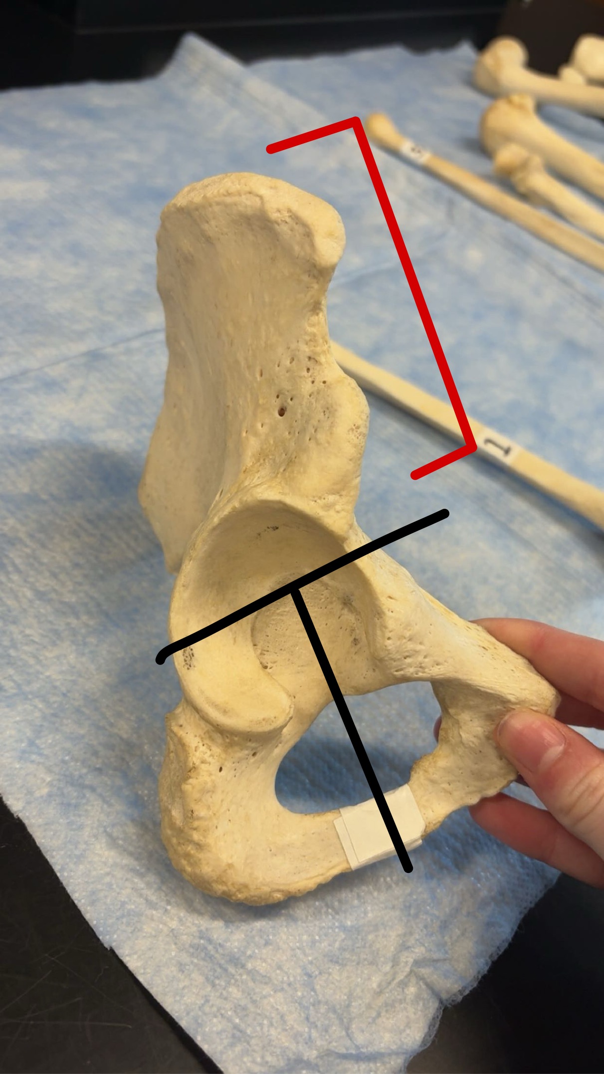 <p>Name this structure</p>