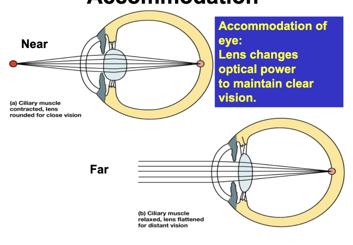 <p>lens changes optical power to mainatin clear vision</p><ul><li><p>near: cillary muscle contracted causing lens to be more rounded for close vision</p></li><li><p>far: cillary muscle relaxed causing lens to be flattened for distant vision</p></li></ul><p></p>