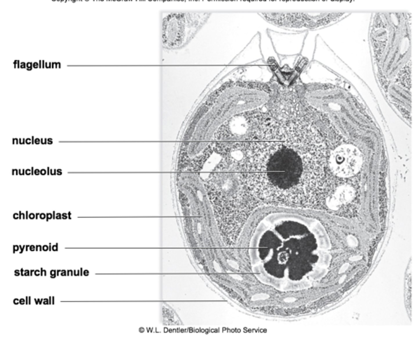 <p>nucleus ✓<br>cytoplasm ✓<br><br>draw the image youself</p>