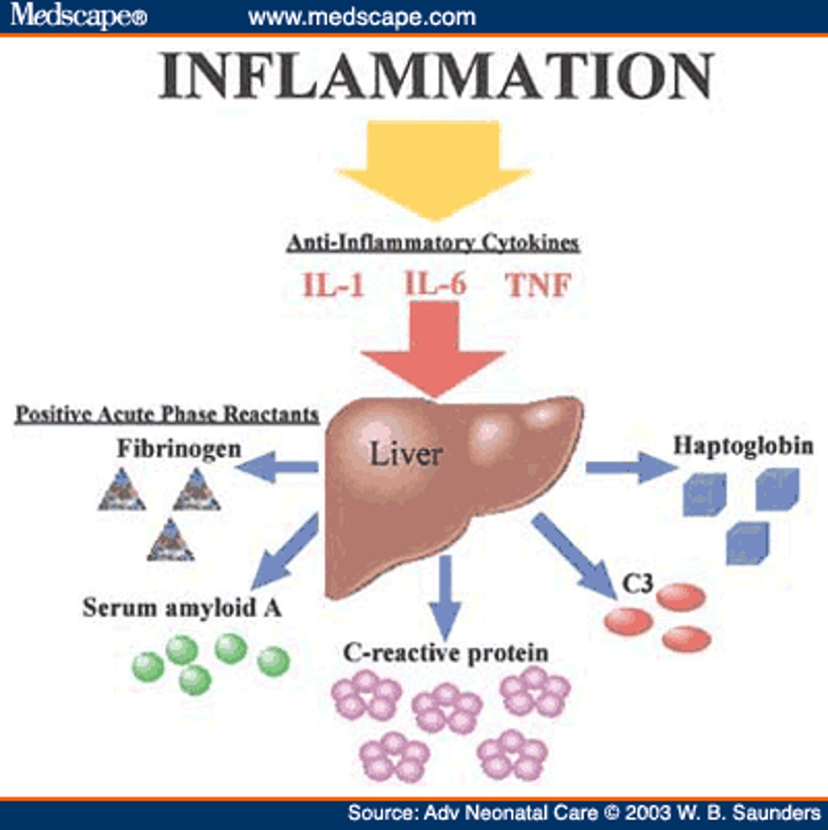 <p>Measurement of acute-phase proteins such as ______________________________, is a useful marker of inflammation. Hint: has the initials CRP.</p>