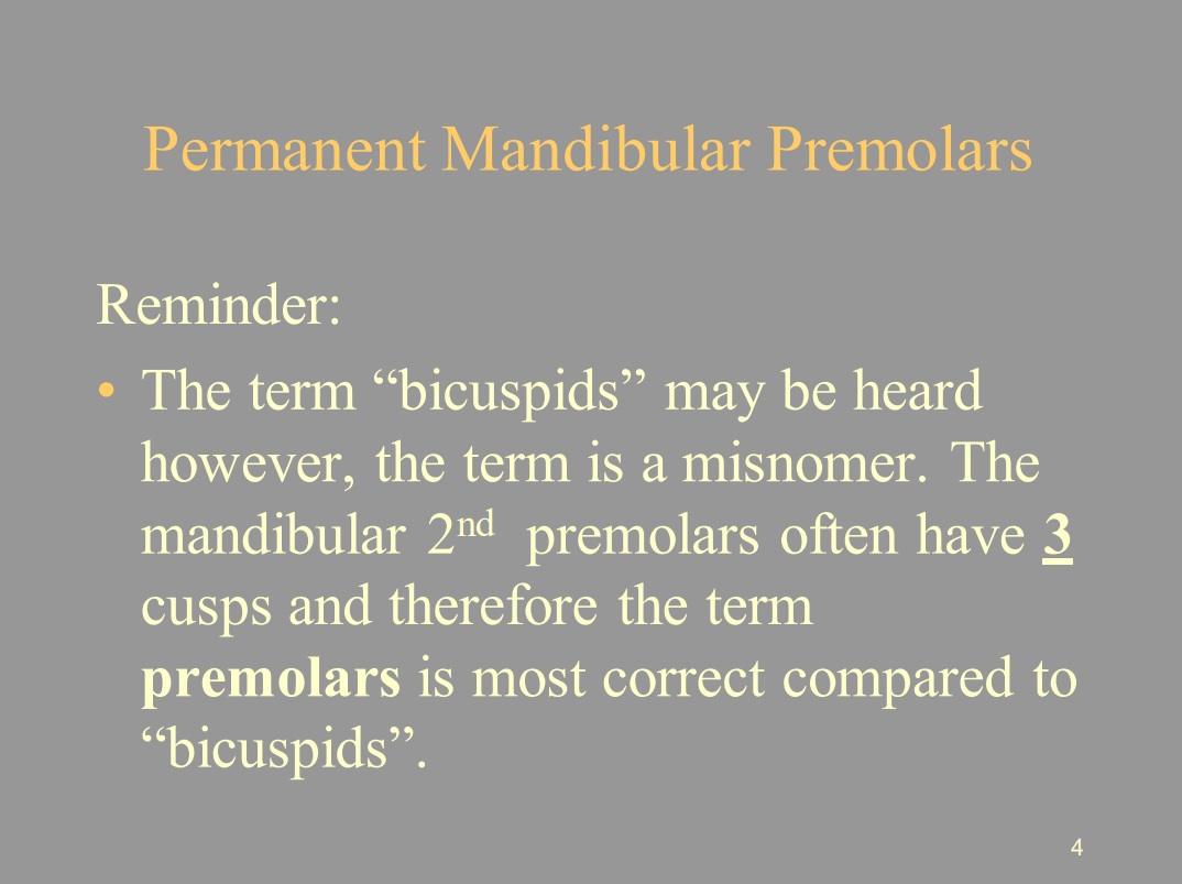 <p>A. Premolars</p><ul><li><p>The term “Bicuspids” for Mandibular Premolars is <strong><span style="color: red">wrong</span></strong>! It is a misnomer.</p></li></ul>