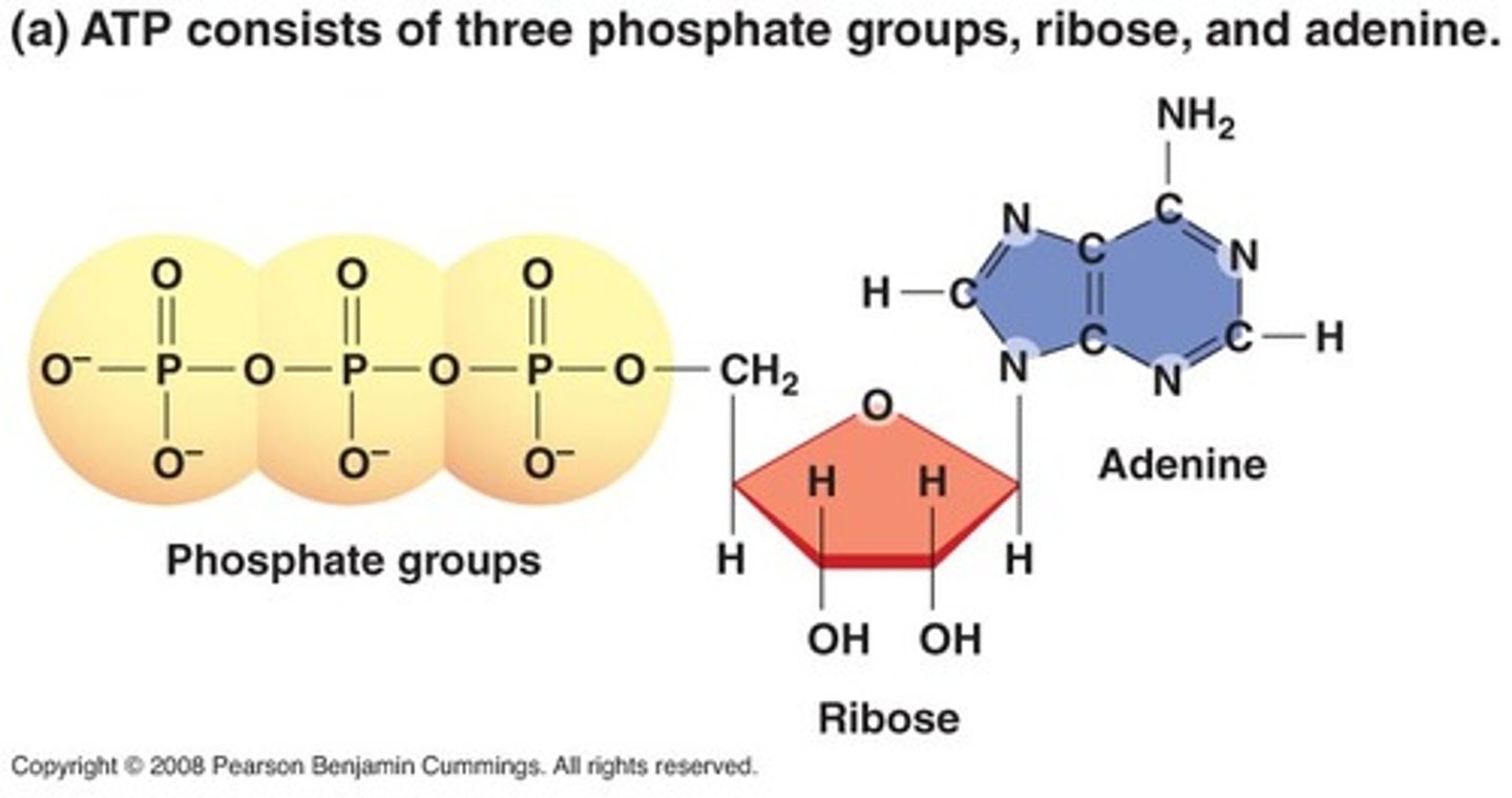 <p>phosphate groups, sugar, nitrogenous base</p><p>hydrolyze to get ADP</p><p>phosphates don't want to be next to each other so neg charges repel each other and are held by a covalent bond; when this bond breaks, it releases a ton of energy</p>