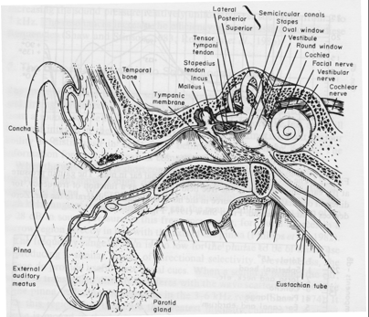 <ul><li><p>outer ear</p></li><li><p>middle ear</p></li><li><p>inner ear</p></li></ul><p></p>