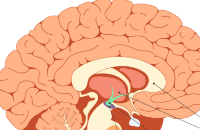 <p>What is the purple part of this basal ganglia?</p>