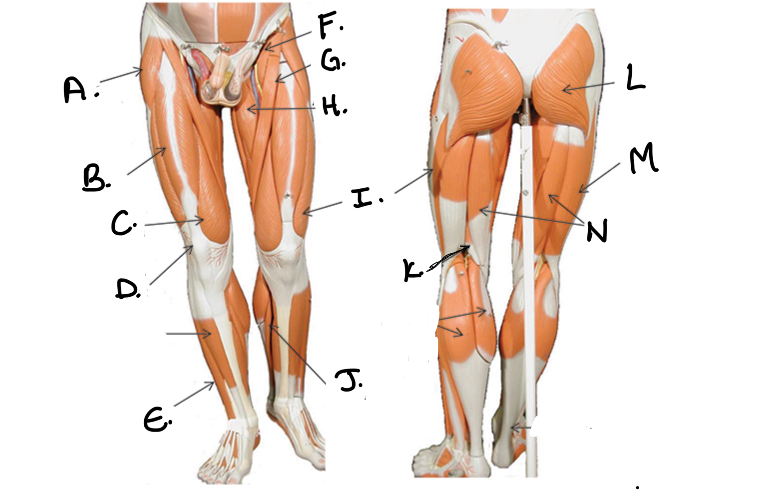 <p>Type of muscle: Lower Extremity</p><p>What is K?</p>