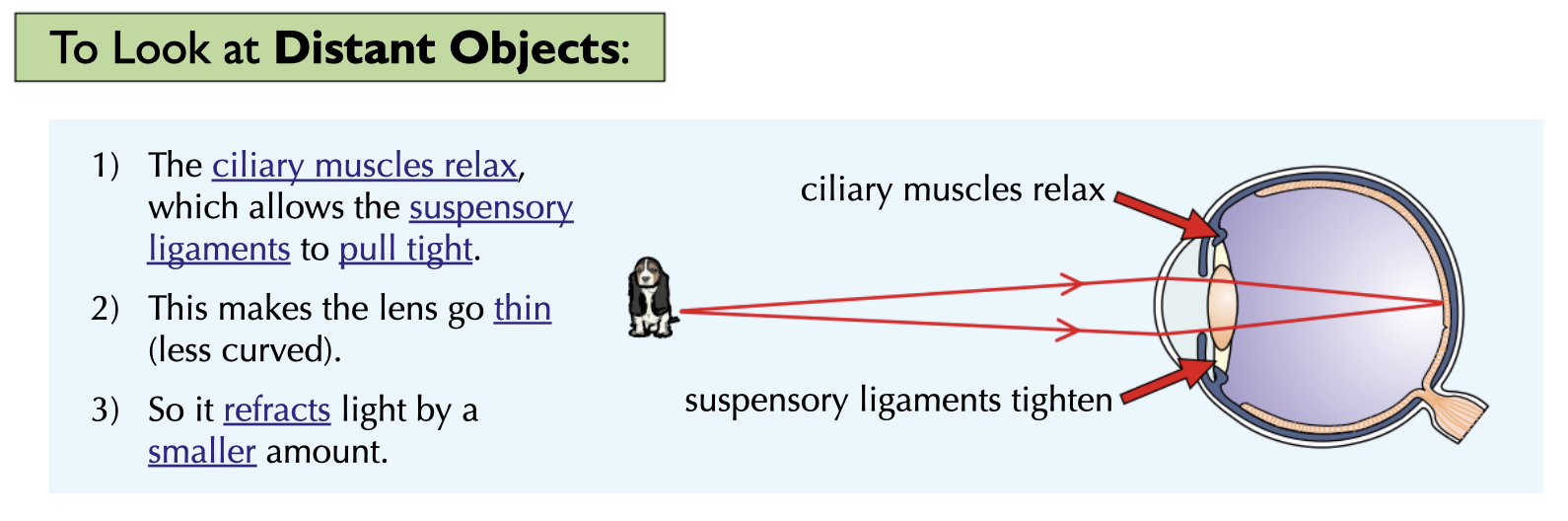 <p></p><ul><li><p>the ciliary muscles <strong>relax</strong></p></li><li><p>the suspensory ligaments <strong>tighten</strong></p></li><li><p>the lens becomes <strong>thin</strong></p></li></ul><p>so it <strong>only slightly </strong>refracts light rays </p>