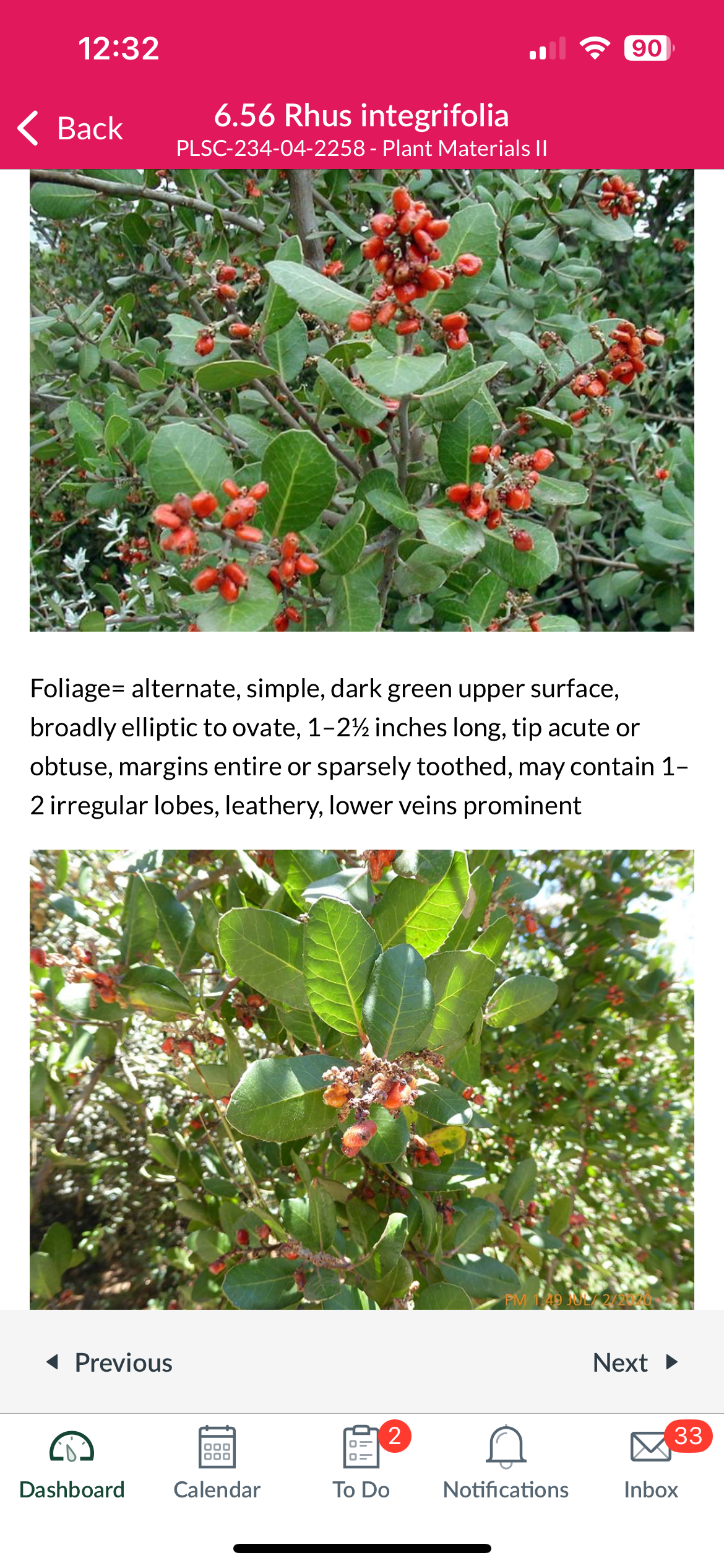 <p>Rhus integrifolia </p>