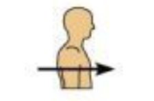 <p>Front of the body</p>