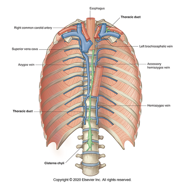 <p><span><span>the main lymphatic vessel for the return of chyle/lymph to the systemic venous system. </span></span></p><ul><li><p><span><span>It drains lymph from both lower limbs, abdomen (except the convex area of the liver), left hemithorax, left upper limb and left side of face and neck.</span></span></p></li></ul><p></p>