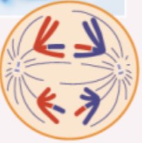 <p>homologous chromosomes separate and move to opposite poles</p>