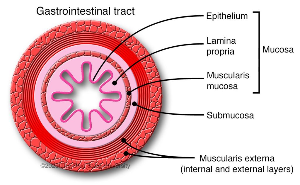 <ol><li><p><span style="color: rgb(255, 255, 255)">Mucosa (true epithelium + lamina propria + muscularis mucosae)<br>- Note: Epithelium is either stratified squamous or simple columnar.</span></p><ol start="2"><li><p><span style="color: rgb(255, 255, 255)"> Submucosa - contains arteries, veins, nerves, lymphatics, sometimes mucus glands<br>3. Muscularis externa - smooth muscle (inner circular layer + outer longitudinal layer)<br>4. Serosa (mesothelium) or adventitia</span></p></li></ol></li></ol><p></p>