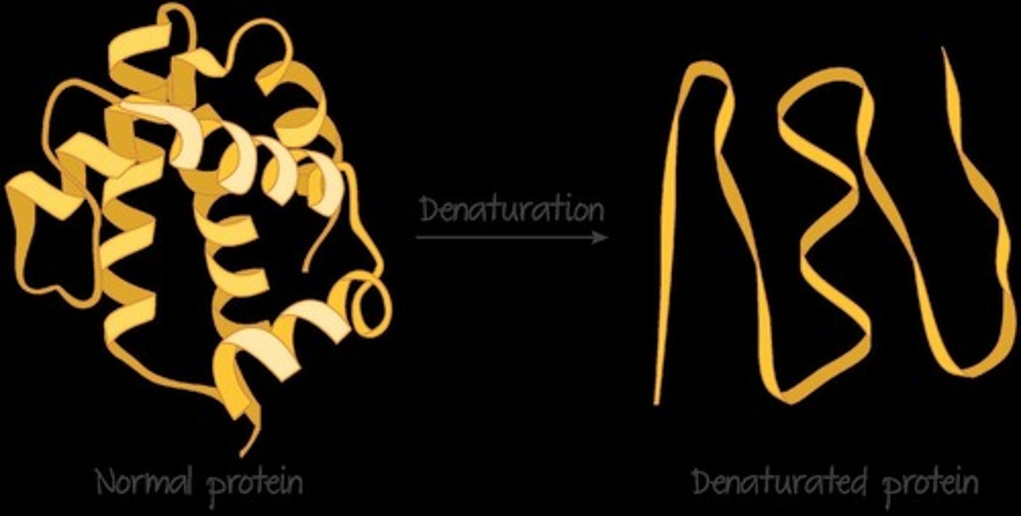 <p>changing of a protein's 3D shape (irreversible)</p>