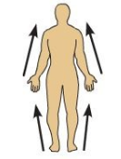 <p>Proximal</p>