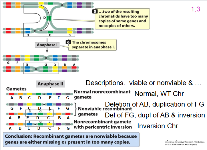 <p>- still going to have 50% of gametes that are viable, 50% not viable</p>